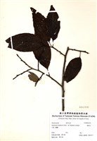 藏品(通條樹)的圖片